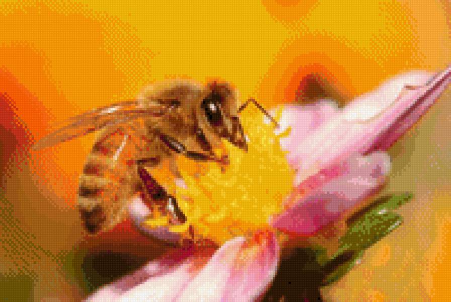 Пчелка - насекомые, пчела, цветок - предпросмотр