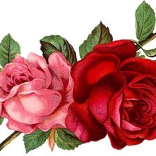 Схема вышивки «винтажная роза»