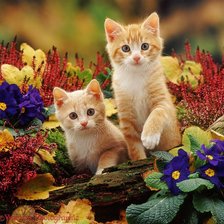 Котята в цветах