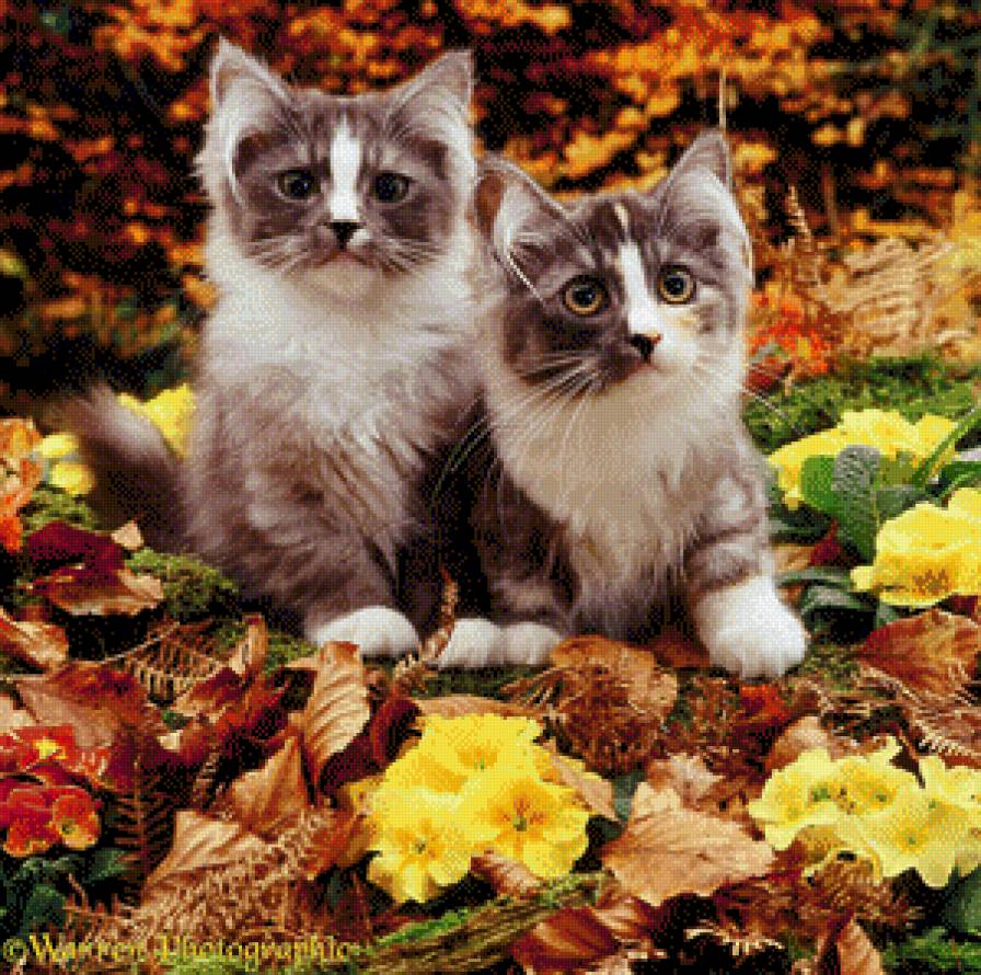 Котята в цветах 2 - осень, цветы, котята - предпросмотр