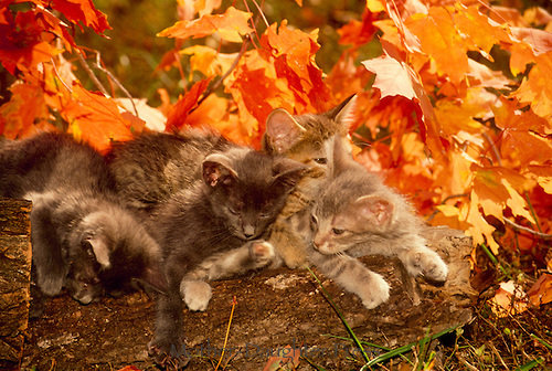 Осенние котята - котята, листья, осень - оригинал