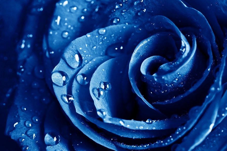 голубая роза в росе - роза, роса, цветок - оригинал