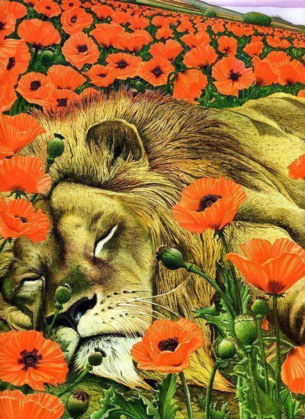 спящий лев в маках - сон, маки, кошка, лев, животные, цветы, природа - оригинал
