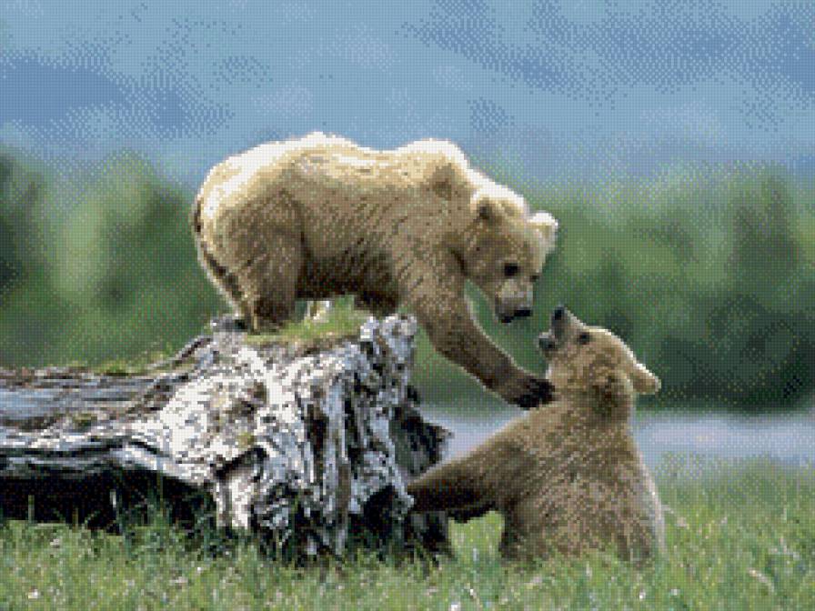Медведи - природа, животные - предпросмотр