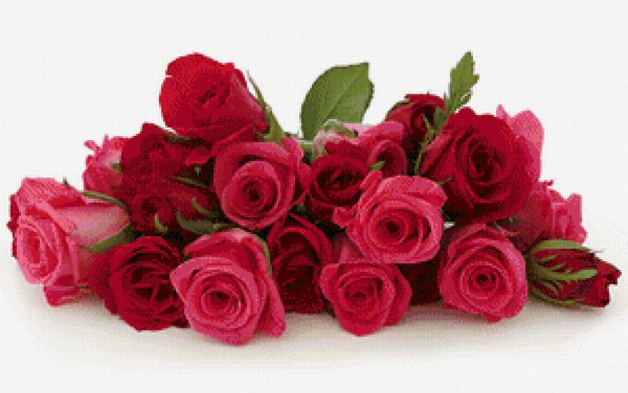 Букет роз - букет, розы, цветы - предпросмотр