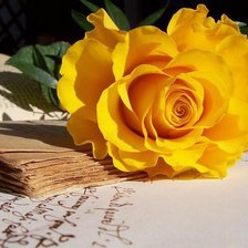 Желтая роза на книге