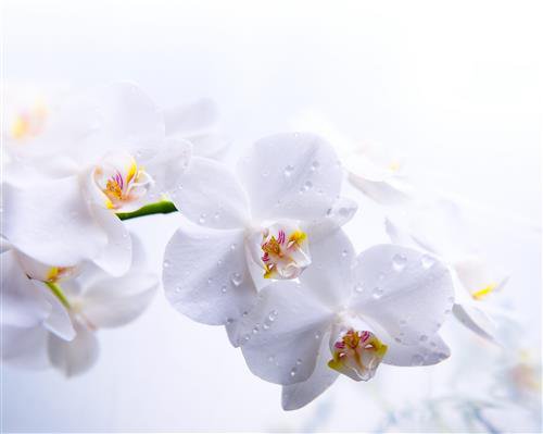 Орхидея - цветок, белый - оригинал