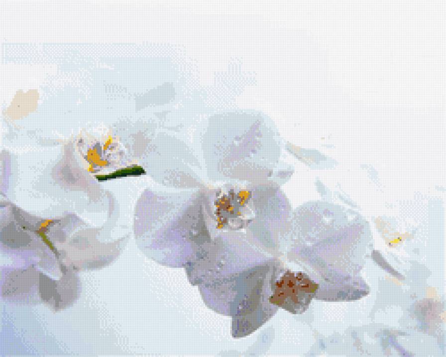 Орхидея - цветок, белый - предпросмотр