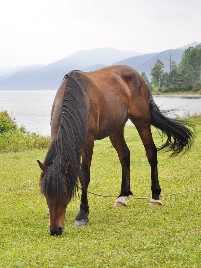 Лошадь на фоне Байкала - озеро, луг, пастбище, лошадь, природа, байкал - оригинал