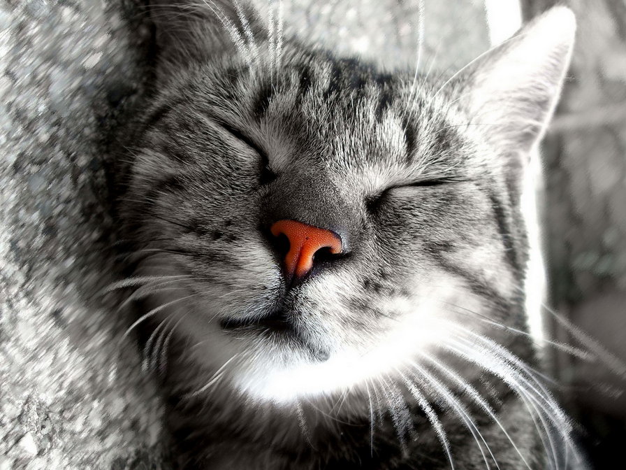 Кот спит - оригинал