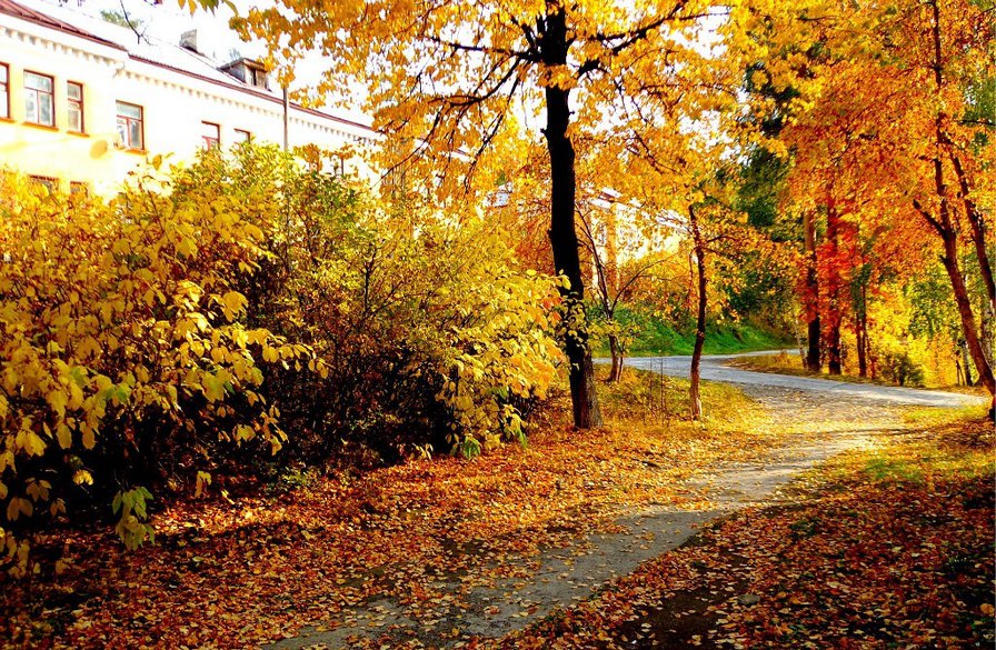 Осень на Лесной 3 - осень, листопад, тротуар, солнце - оригинал