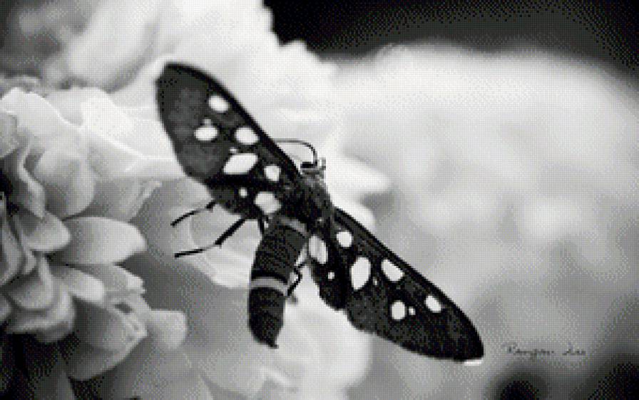 Бабочка черно-белая - бабочка, природа, животные - предпросмотр