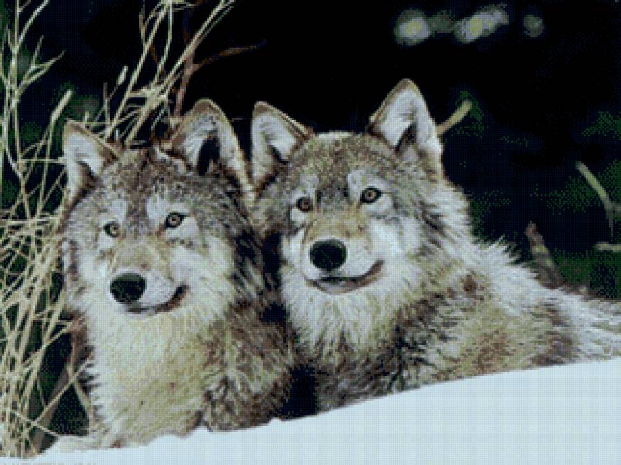 пара волков - волк, дикие животные, пейзаж, природа - предпросмотр