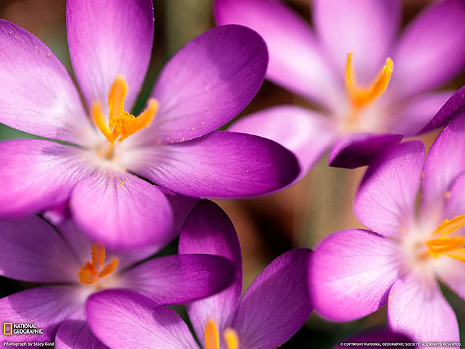 Фиолетовый крокус - цветы, фиолетовый - оригинал