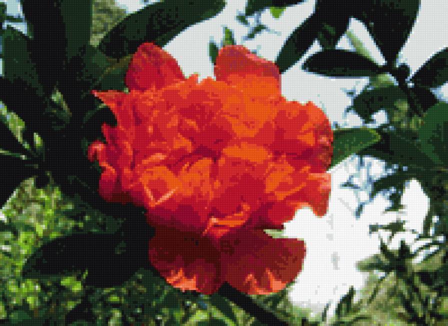 цветок граната - гранат, цветы, флора - предпросмотр