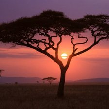 Африканское дерево
