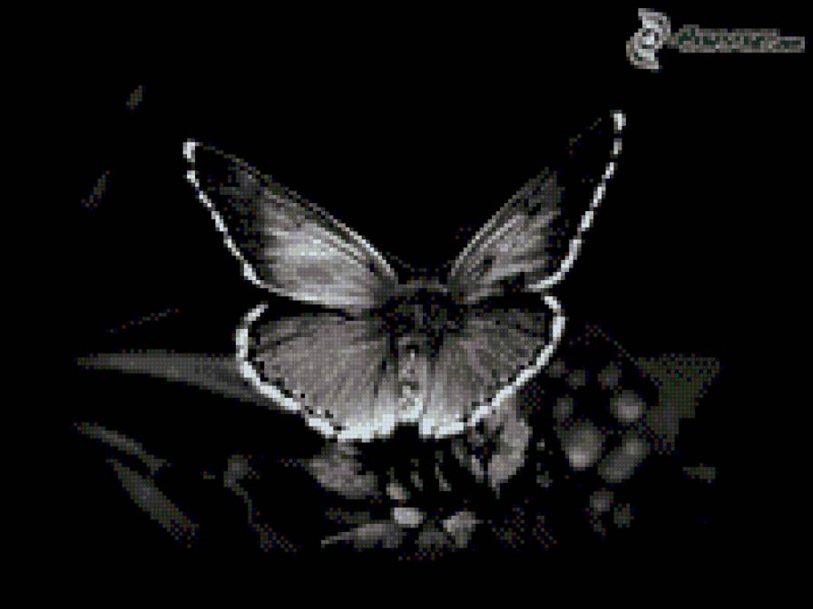 бабочка - на черном, бабочка - предпросмотр