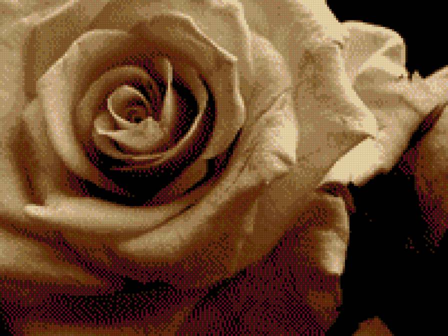 роза - сепия, цветы, роза - предпросмотр