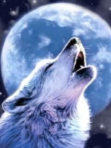 Волк - одинок, вой, луна, ночь, зверь, волк - оригинал