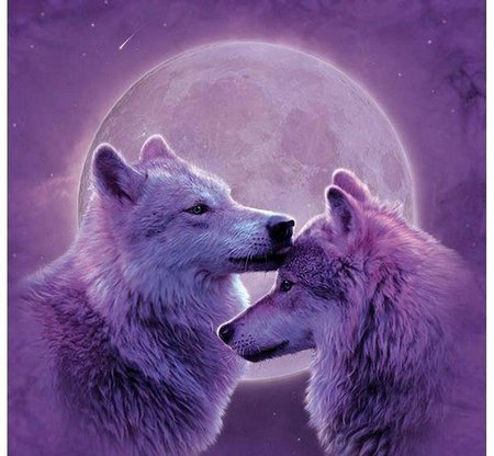 Пара волков 03 - ночь, пара, любовь, луна, волки - оригинал