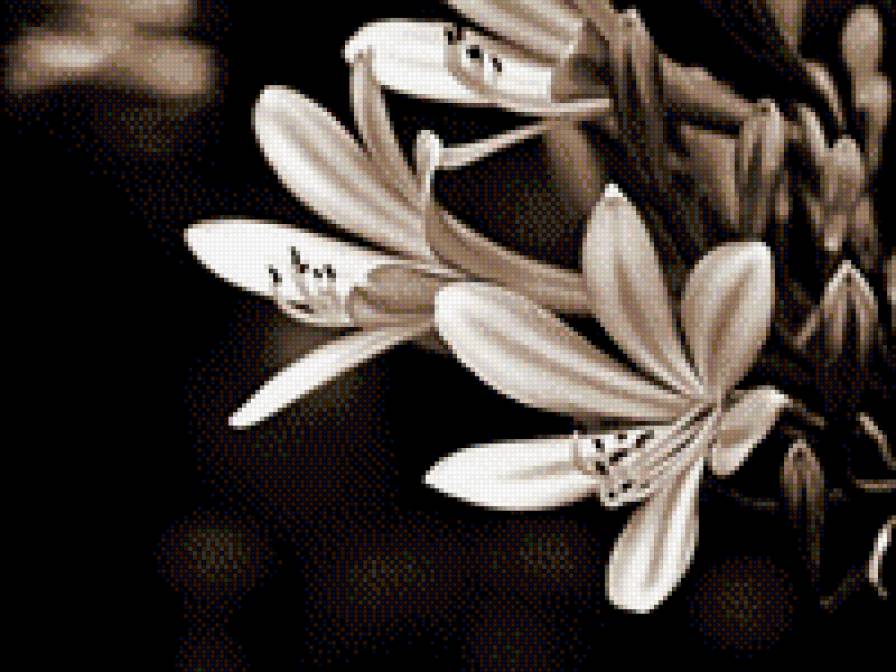 цветок - цветы, на черном - предпросмотр