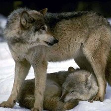 Схема вышивки «волк охраняет волчицу»