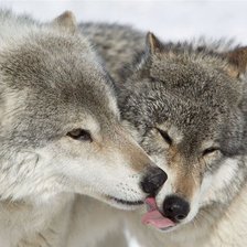 волки. красивая пара
