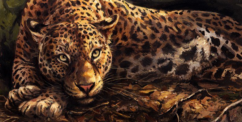 Леопард - хищник, животные, леопард - оригинал