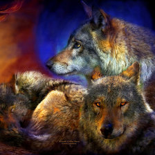 волки красивые