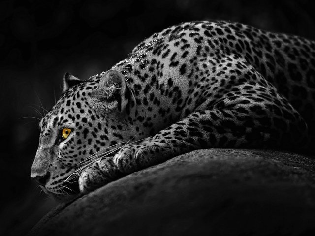 леопард - дикие кошки, животные - оригинал