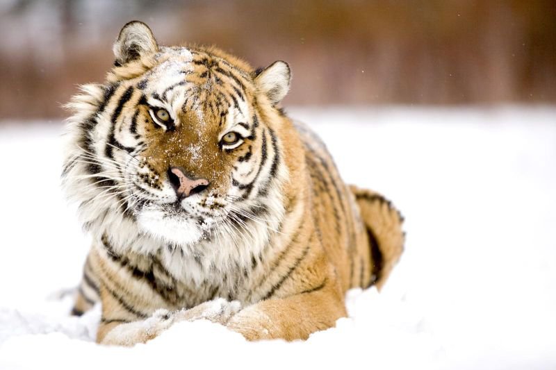 Тигр - кот, природа - оригинал
