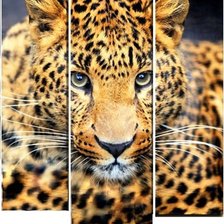 Оригинал схемы вышивки «леопард» (№832062)