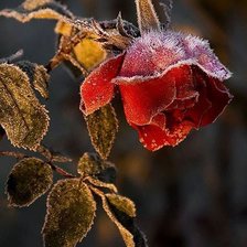 роза на морозе