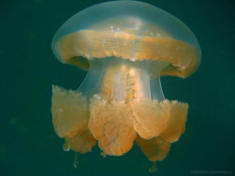 Медуза. Океан. - море, фауна, океан, медуза - оригинал