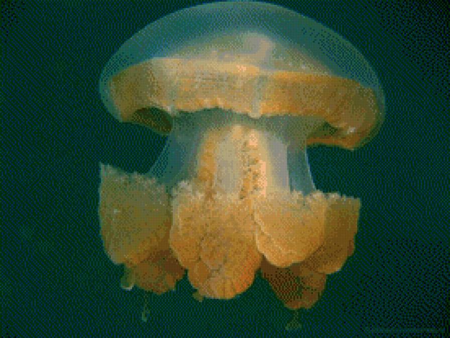 Медуза. Океан. - океан, медуза, море, фауна - предпросмотр