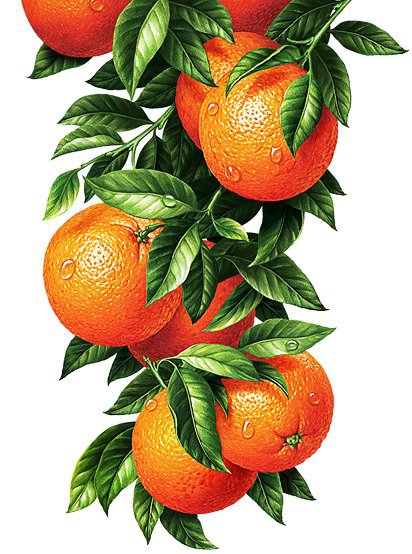 Апельсины. Для кухни. - натюрморт, ветка, апельсины, кухня - оригинал
