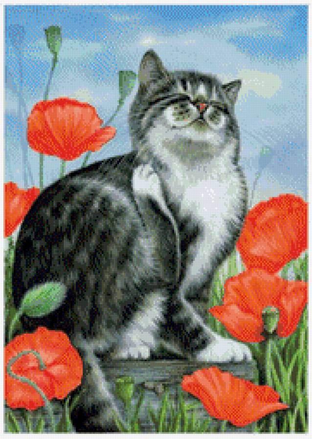 котейка - котик, кошка, кошки, маки, цветы, кот, животные - предпросмотр