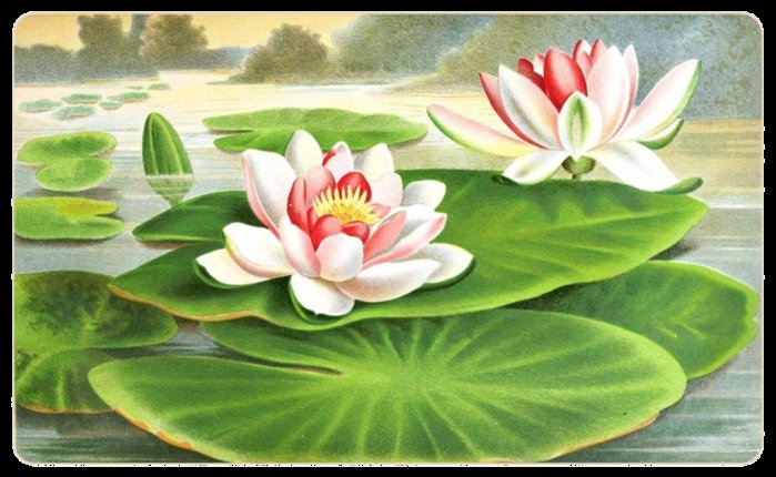 лотосы - пруд, лилия, цветок, лотос - оригинал