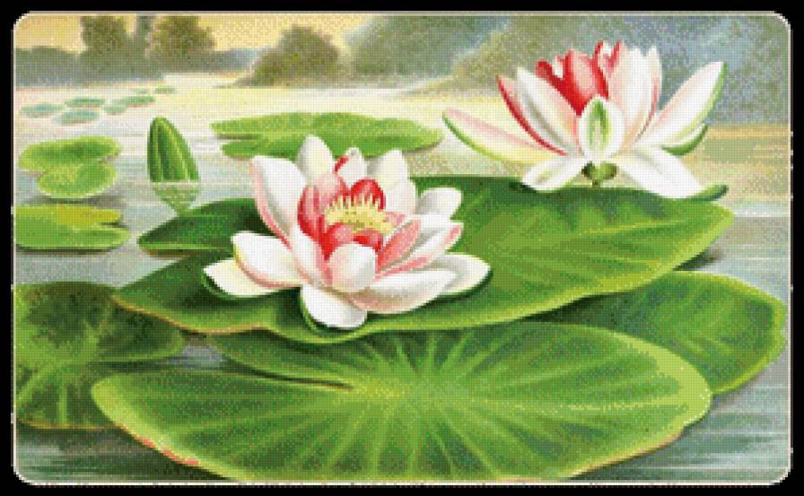 лотосы - лотос, лилия, цветок, пруд - предпросмотр