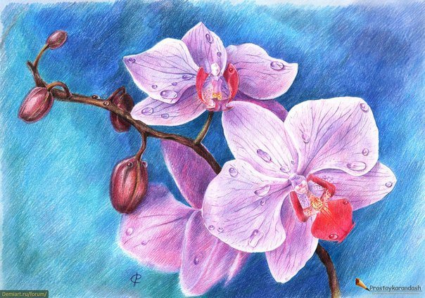 Орхидеи - орхидеи, рисунок карандашом, цветы - оригинал