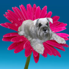 Собачка на цветке