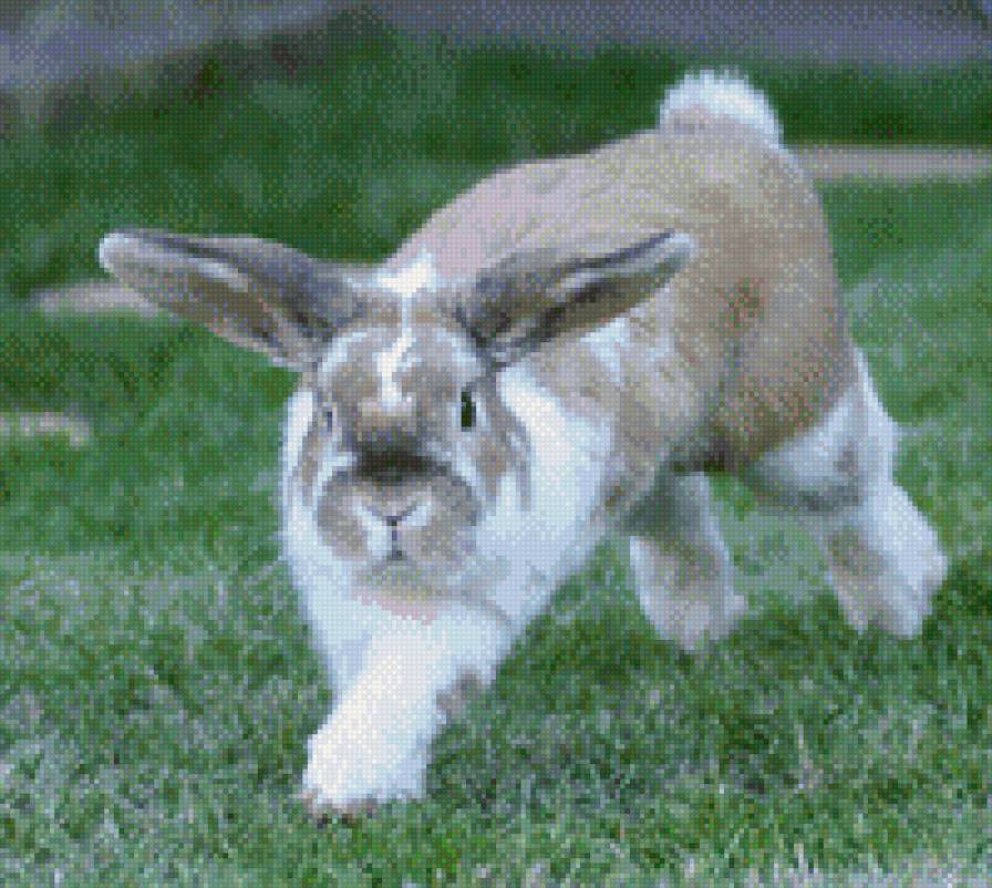 кролик на погулке - животние - предпросмотр