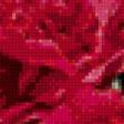 Предпросмотр схемы вышивки «красные розы» (№834663)