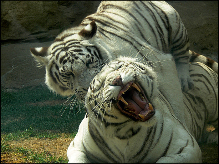 отдых тигру мишают - тигры - оригинал