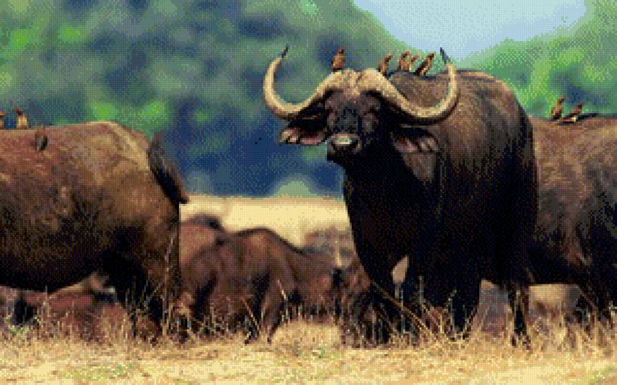 буйволы  стадо - жывотные - предпросмотр