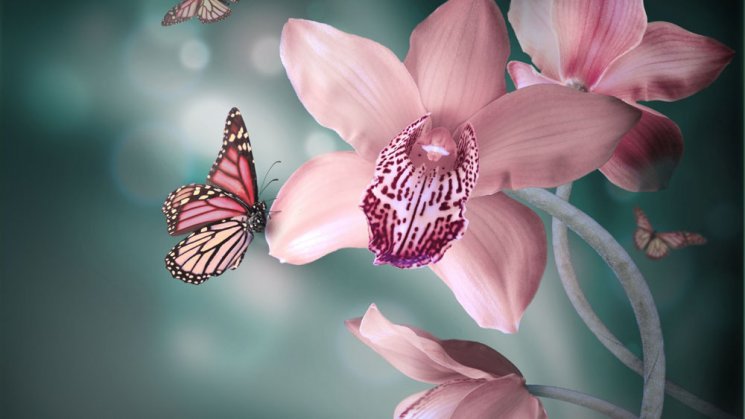 орхидея - цветы, орхидея, бабочка - оригинал