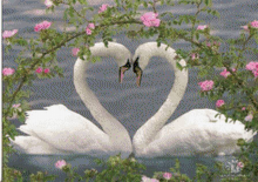 нежность - птицы, романтика, лебеди, любовь - предпросмотр