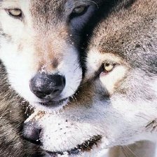 волки пара