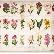 Оригинал схемы вышивки «ботанический винтаж» (№836122)