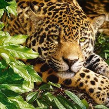 Схема вышивки «Леопард в листьях»